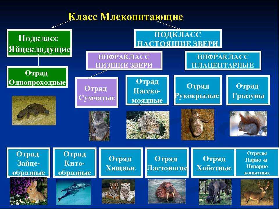 Хордовыеназемные, или четвероногие, позвоночные - позвоночные с зародышевыми оболочкамикласс млекопитающие, или звери - подкласс настоящие звери - инфракласс низшие звери - отряд сумчатые