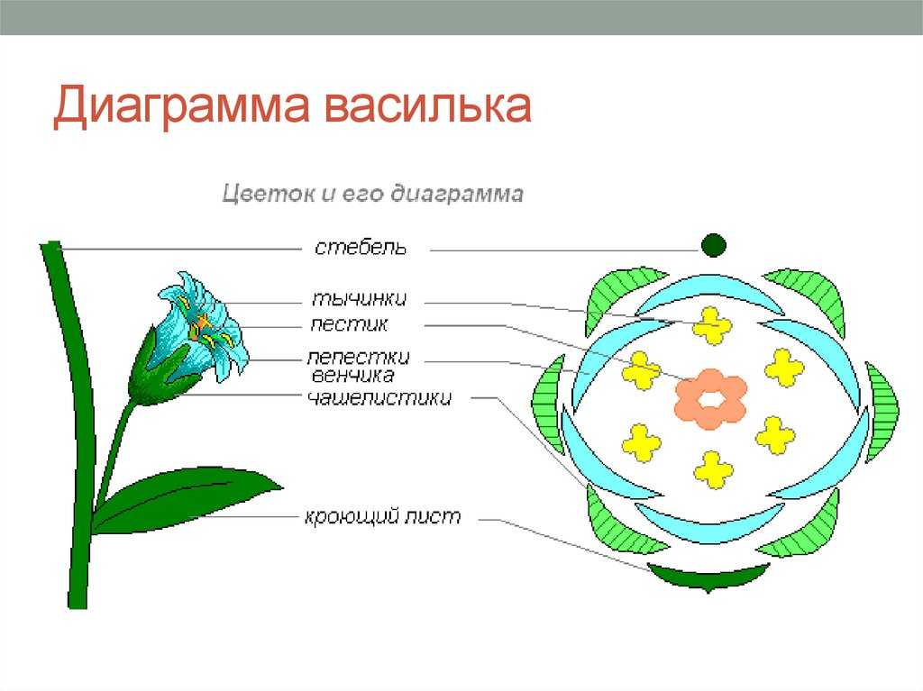 Строение цветка: формула, диаграмма, виды цветов