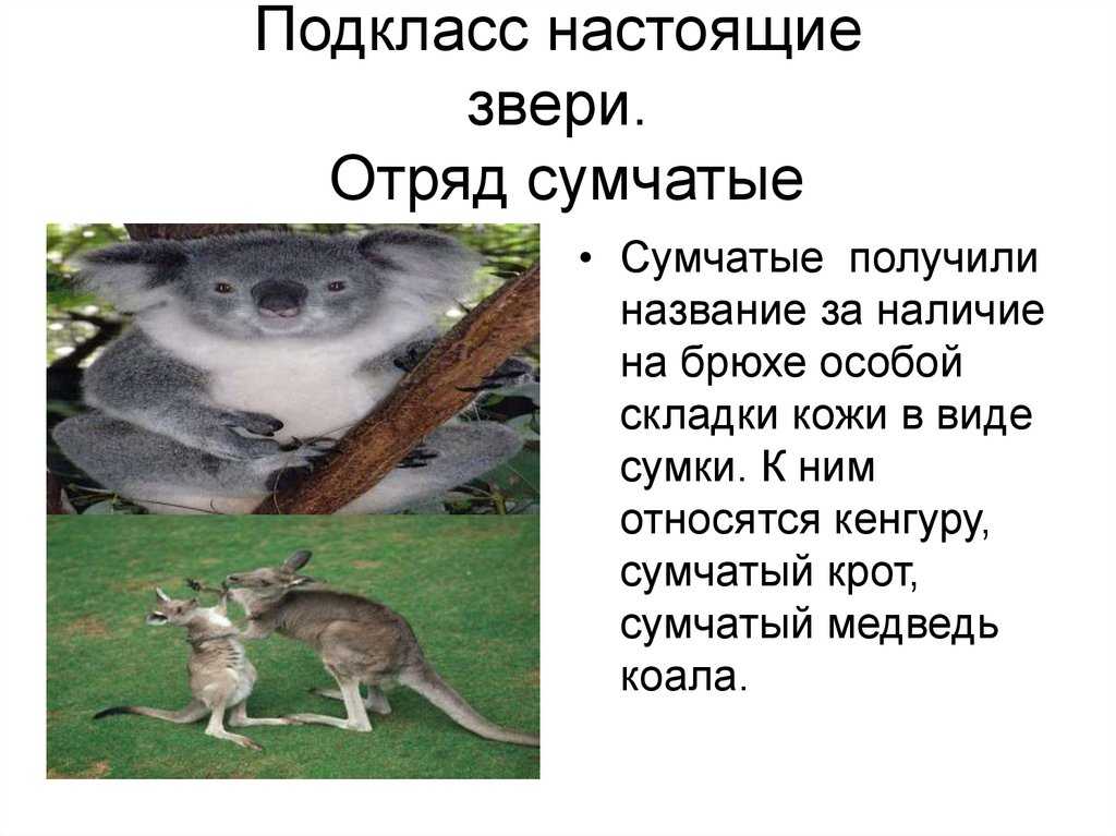 Класс млекопитающие, или звери - подкласс настоящие звери - подотряд высшие приматы, или обезьяны - отряд хищные - наземные, или четвероногие, позвоночные - позвоночные с зародышевыми оболочками - хордовые