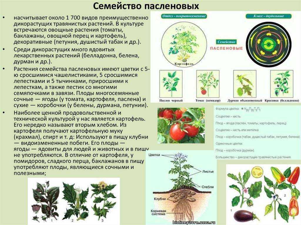Пасленовые растения (семейство пасленовых)