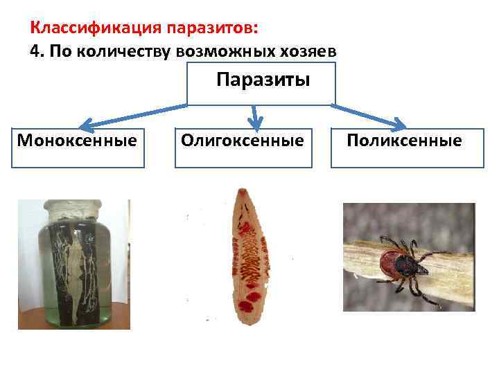 Классификация хозяев
