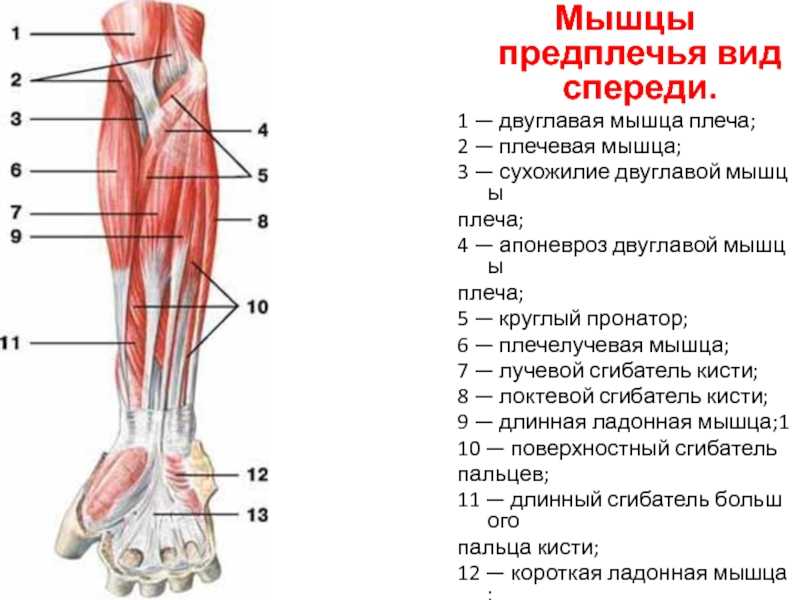 Анатомия предплечья человека – информация:
