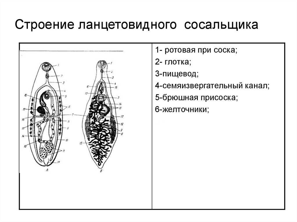 Ланцетовидный сосальщик: жизненный цикл, промежуточный хозяин, диагностика | smokewoman.ru