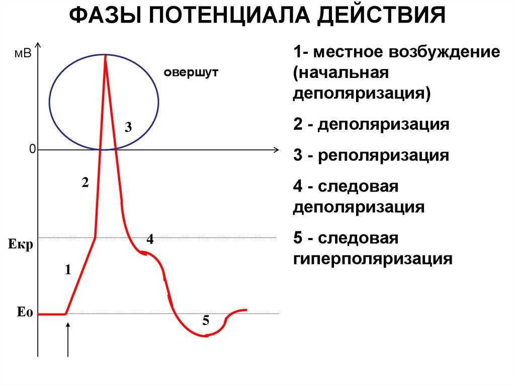 Потенциал действия