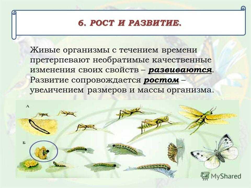 Разведение