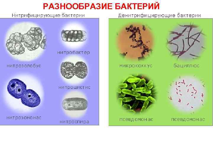 Денитрифицирующие бактерия
 - большая энциклопедия нефти и газа, статья, страница 3