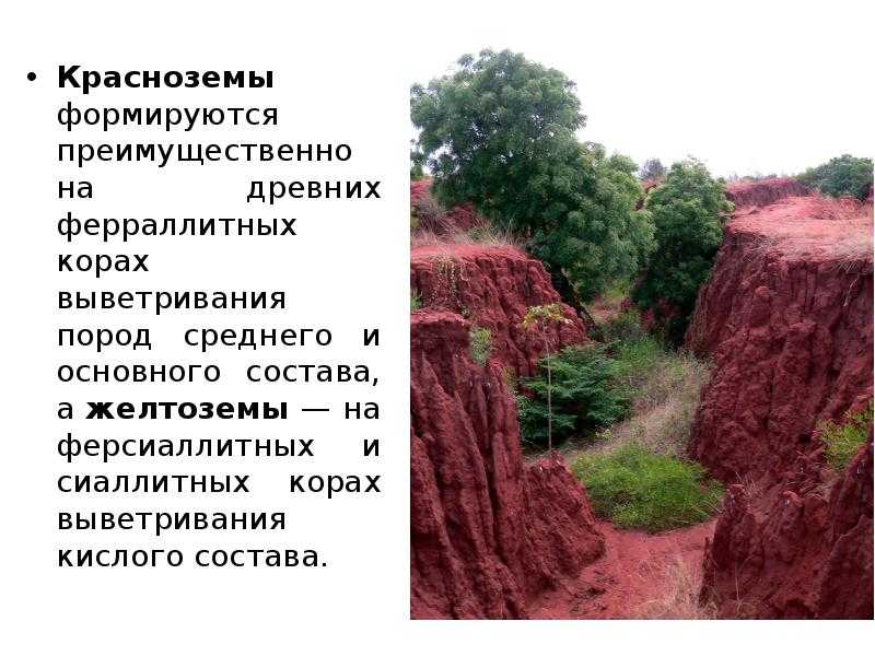 Субтропики