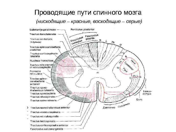 Анатомия: проекционные волокна. пирамидный путь, tractus corticospinalis (pyramidalis).