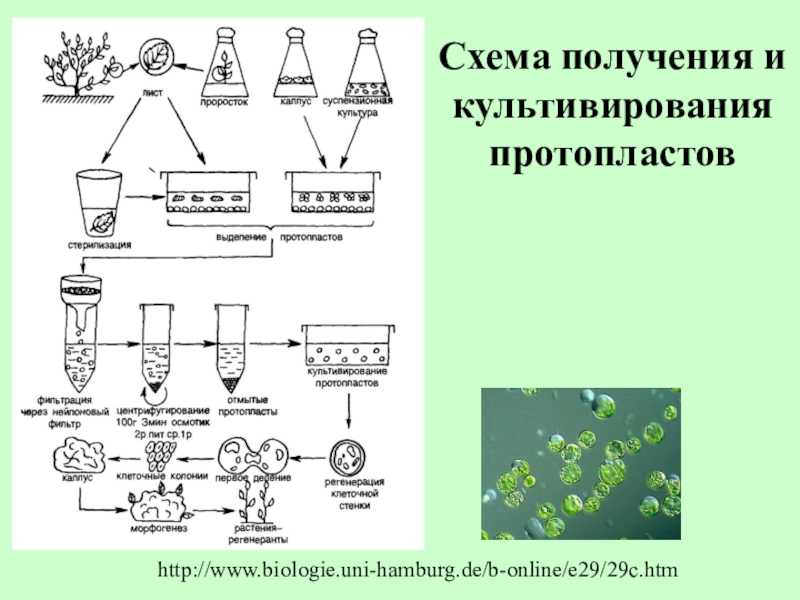 Протопласт и его производные химический состав и физико химическое состояние протопласта кратко
