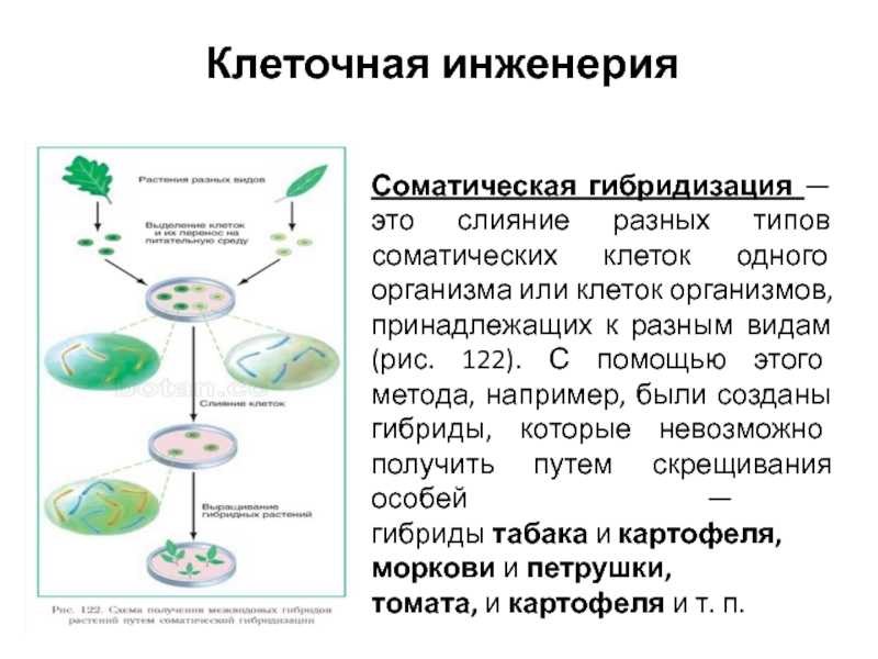 Гибридизация соматических клеток (соматическая гибридизация)