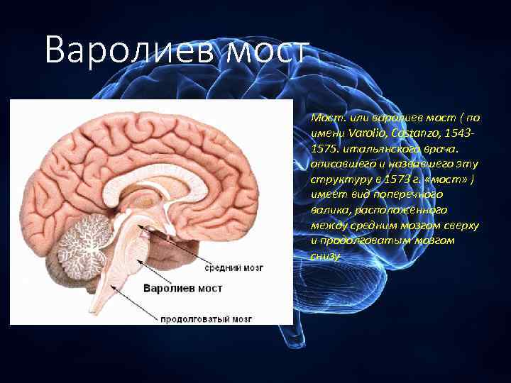 Мост головного мозга