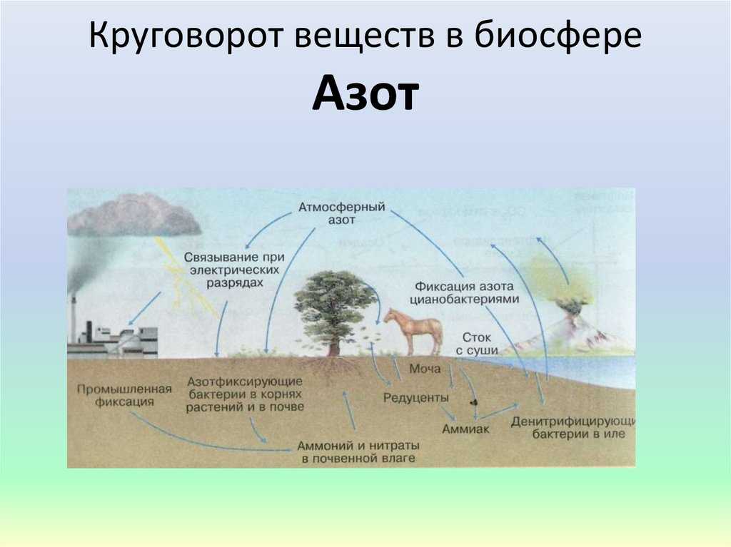 Круговорот веществ в биосфере: воды, кислорода и других вещест