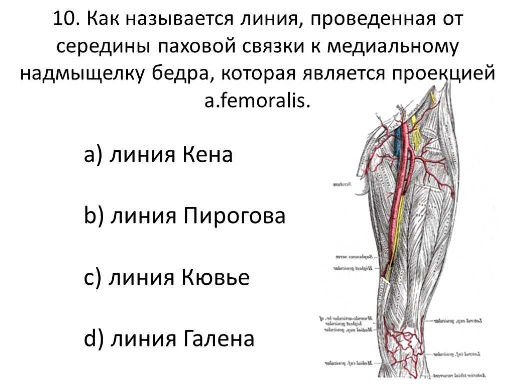 Где находится и проходит бедренная артерия у человека: фото и проекция, ветви, место пульсации