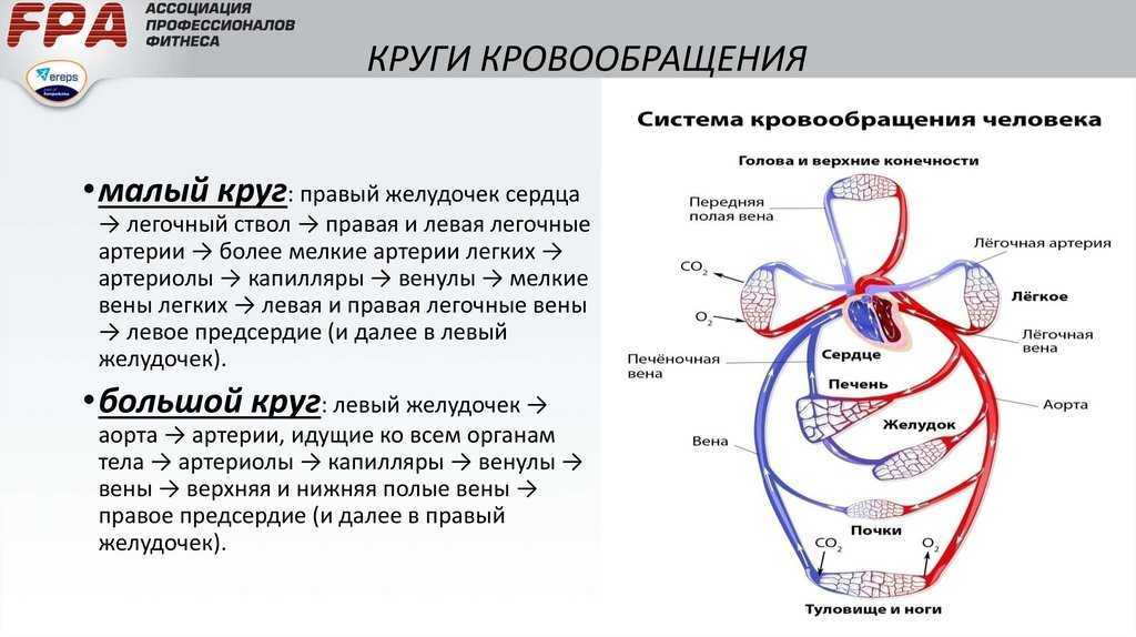 Сердечно-сосудистая система человека