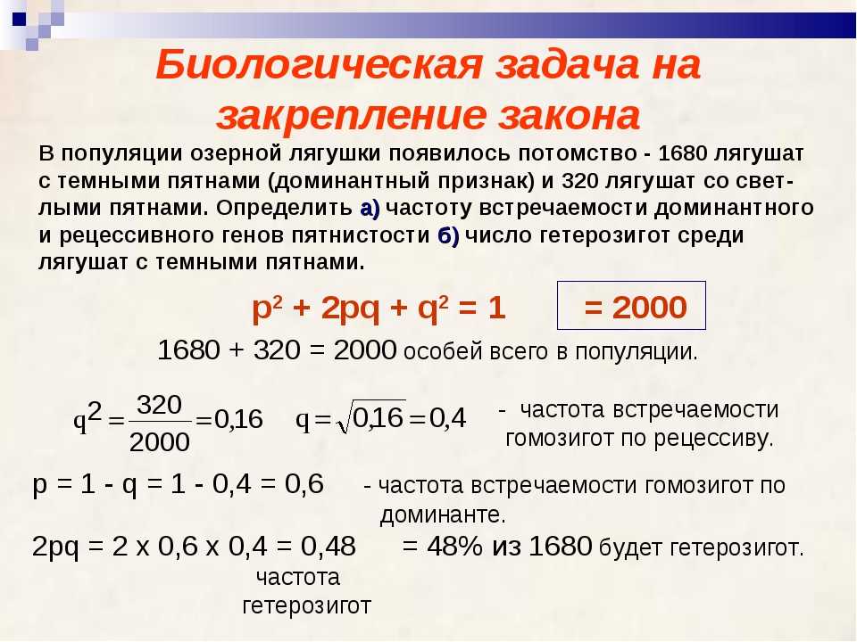 Закон харди-вайнберга: история, предположения и упражнения - наука - 2023