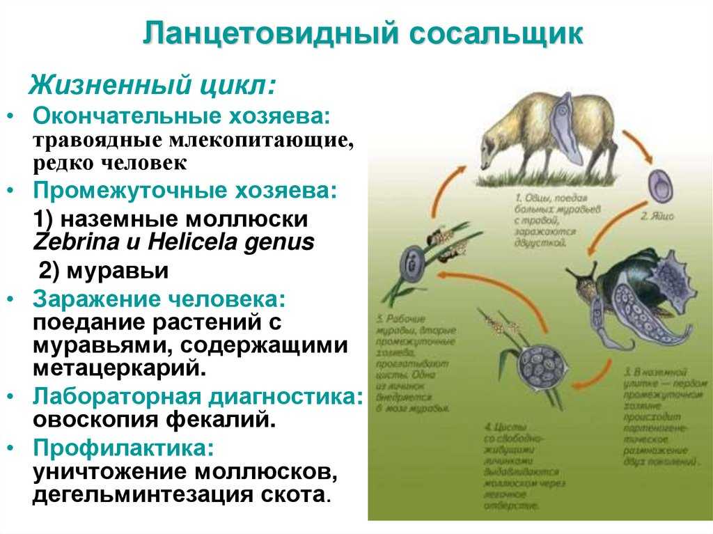 Ланцетовидный сосальщик – жизненный цикл и как бороться | prof-medstail.ru