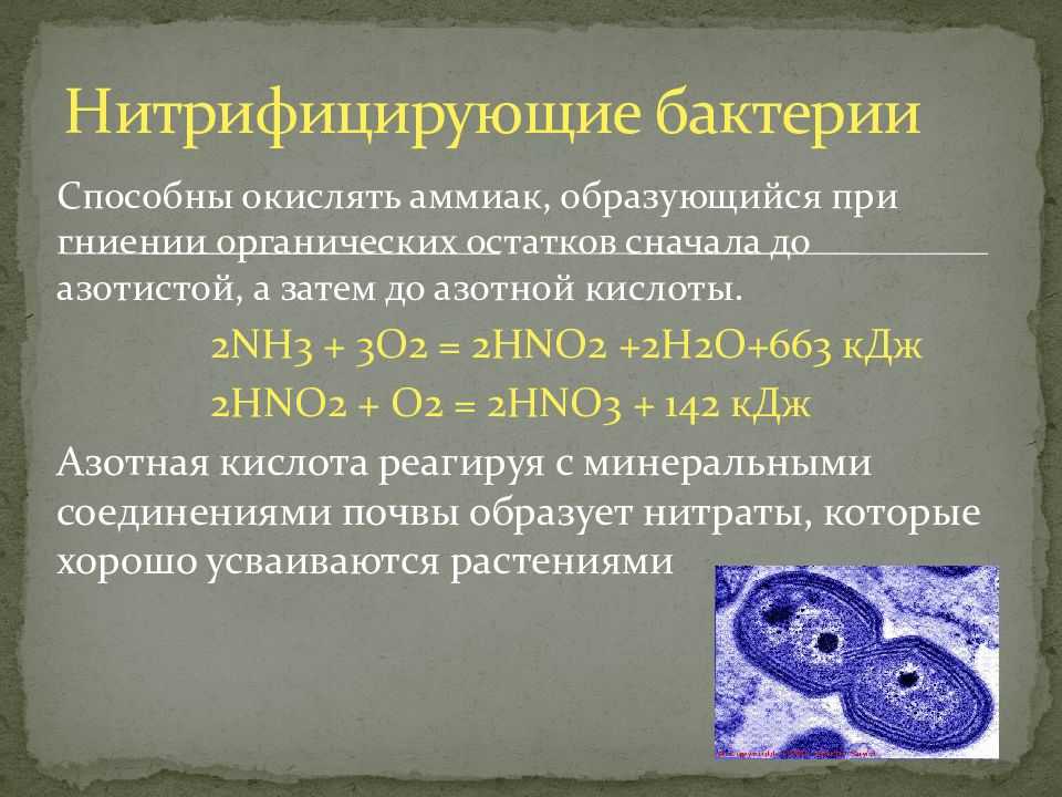 Денитрификация