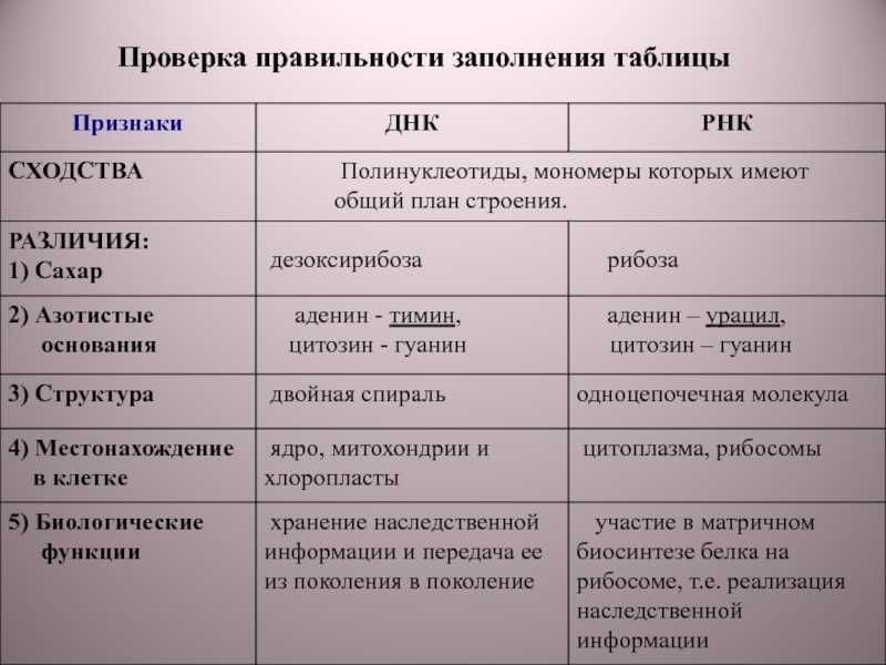 Отличие днк от рнк: в чем разница между молекулами и таблица особенностей