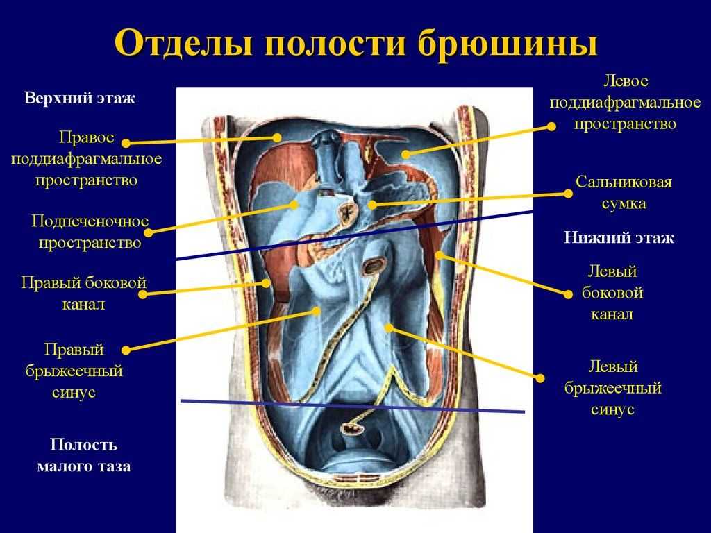 Топография брюшины в среднем и нижнем этажах брюшной полости. большой сальник. «карманы», боковые каналы, брыжеечные синусы в стенках брюшинной по­лости