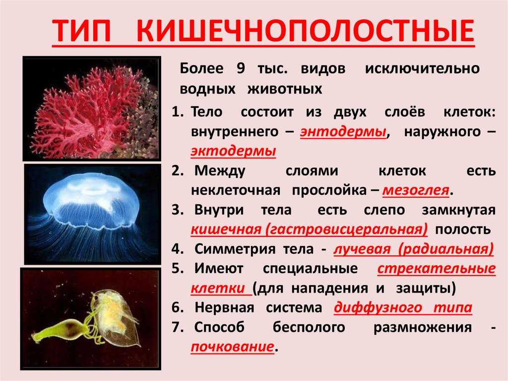 Кишечнополостные егэ. конспект биология. подготовка к егэ, огэ, дви