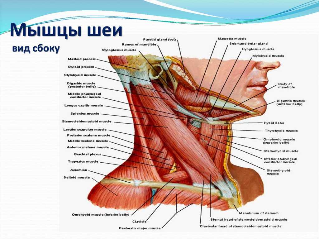 Кошка часто сглатывает