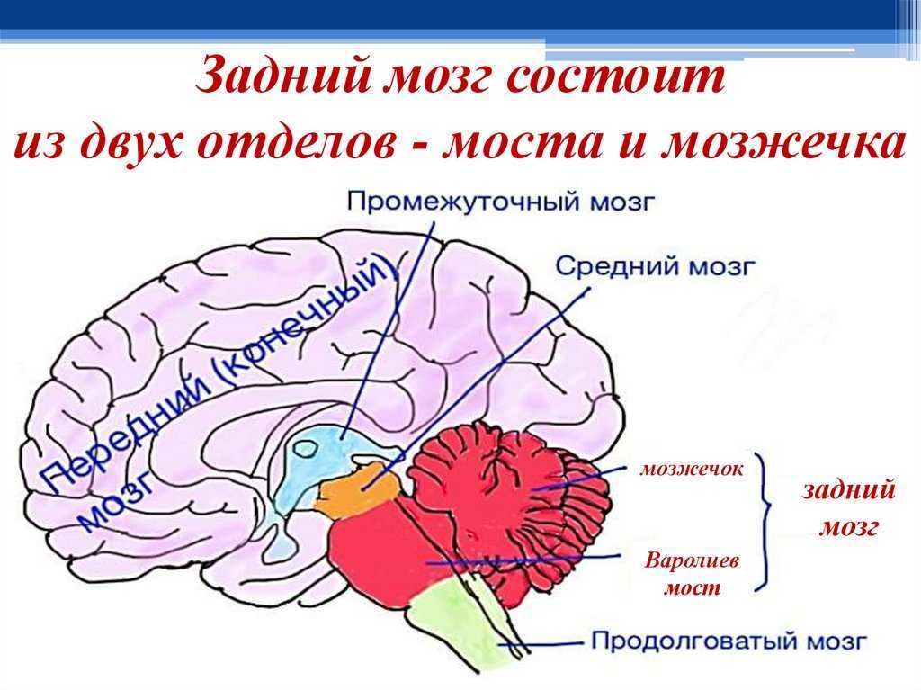 Мост головного мозга — большая медицинская энциклопедия