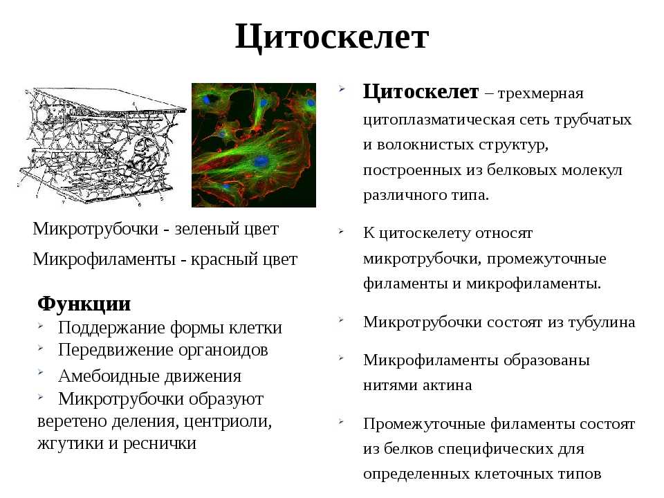 Гиалоплазма и органеллы -  клеточная биология