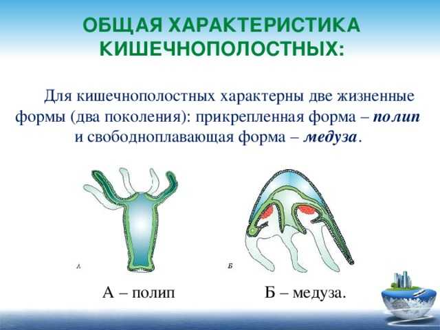 Кишечнополостные - разнообразие типа, особенности строения, значение в природе