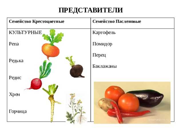 Семейство паслёновые - описание, общие характеристики и признаки