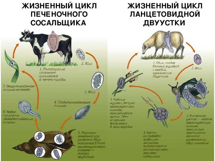 Ланцетовидный сосальщик: жизненный цикл, строение, симптомы, видео