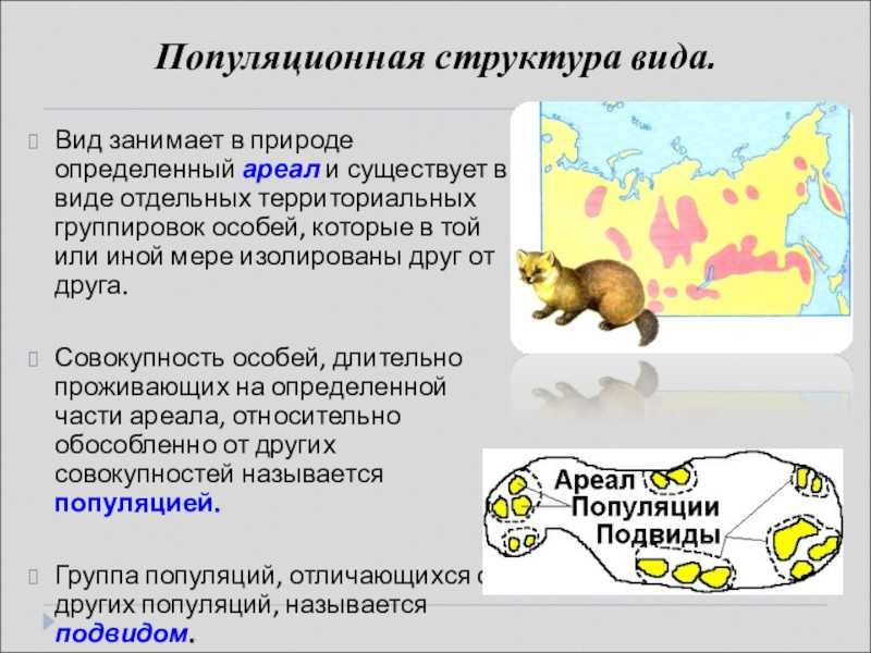 Чернова н. 				 |
						курс «учителю биологии об основах экологии» | газета «биология» № 22/2005