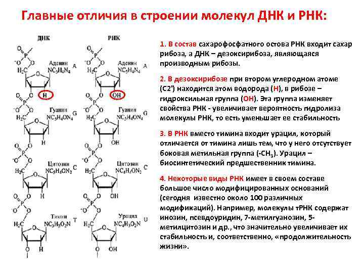 Биохимия и молекулярная биология - в. эллиот - 2002