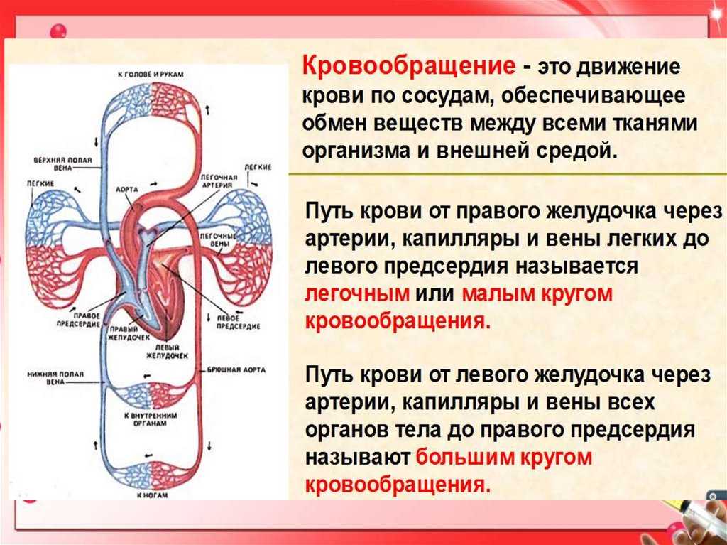 Функции кругов кровообращения в организме человека