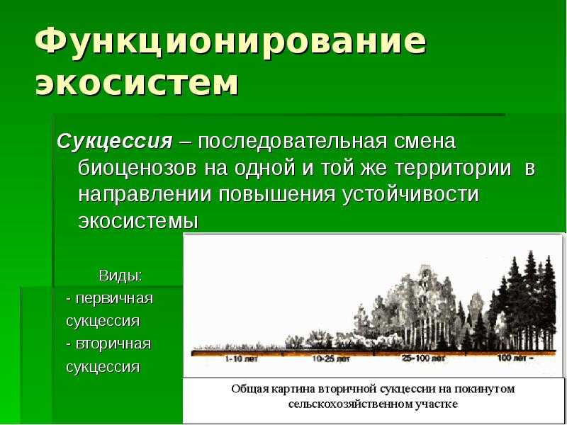 Чем биогеоценоз отличается от экосистемы