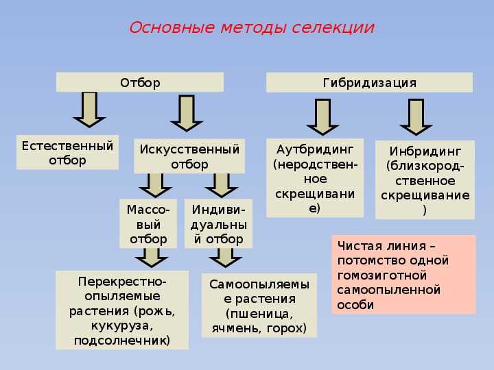 Селекция ⭐️ растений: определение, виды, признаки, методы и этапы создания селекции