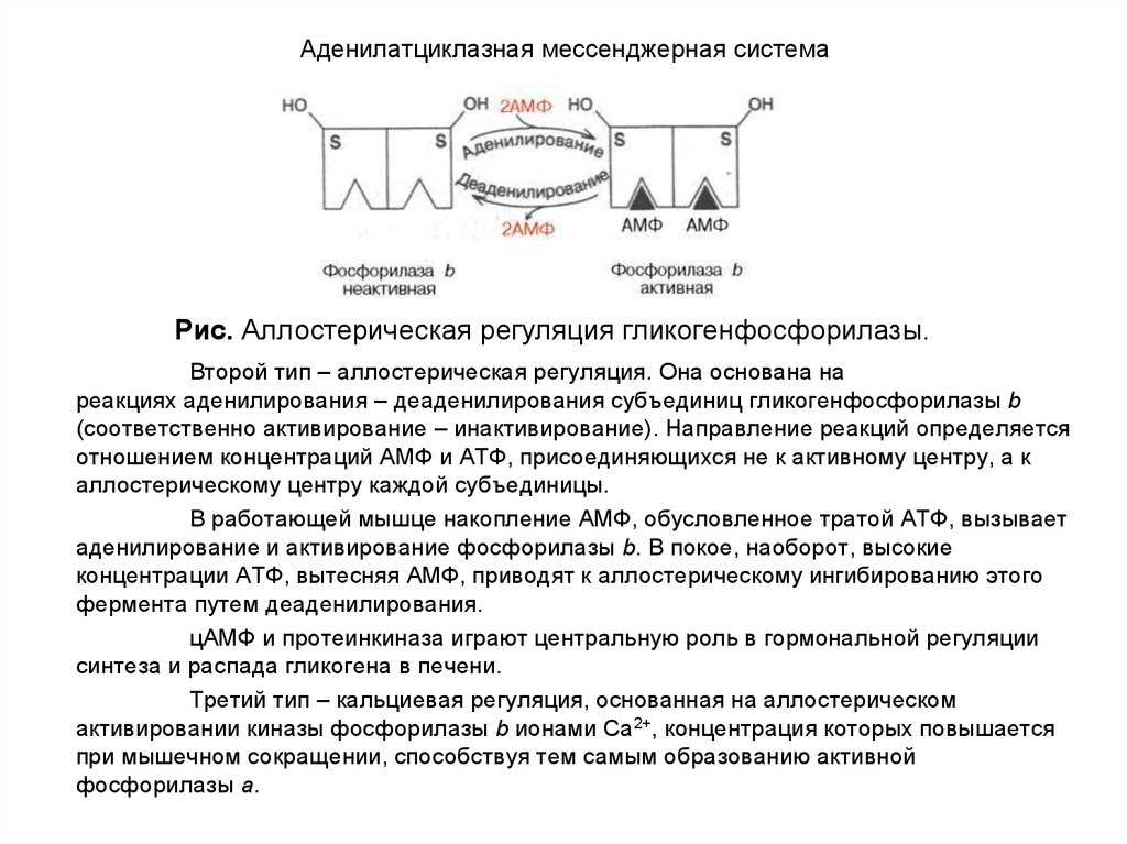 Биология клетки/часть 1. клетка как она есть/12/4 — викиучебник