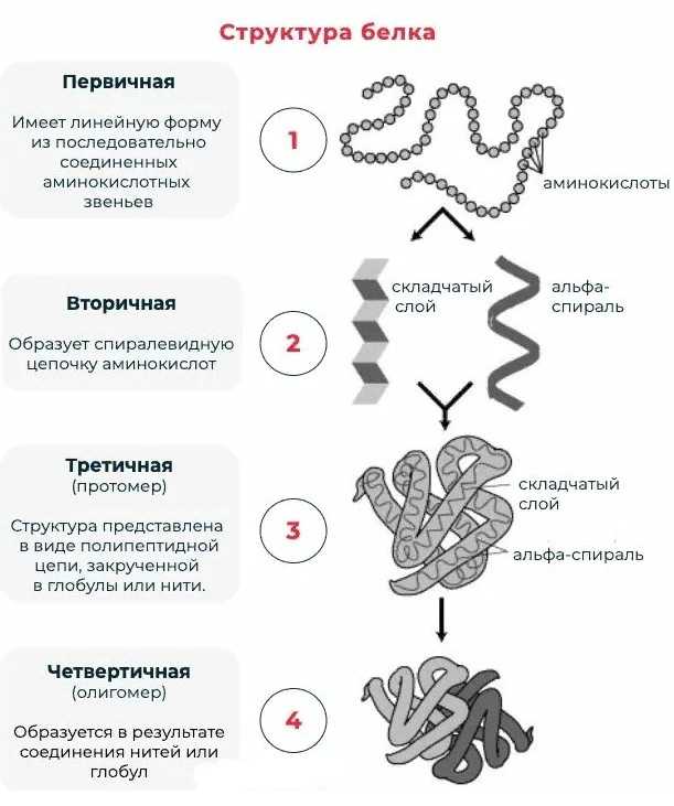 В. конформация белков