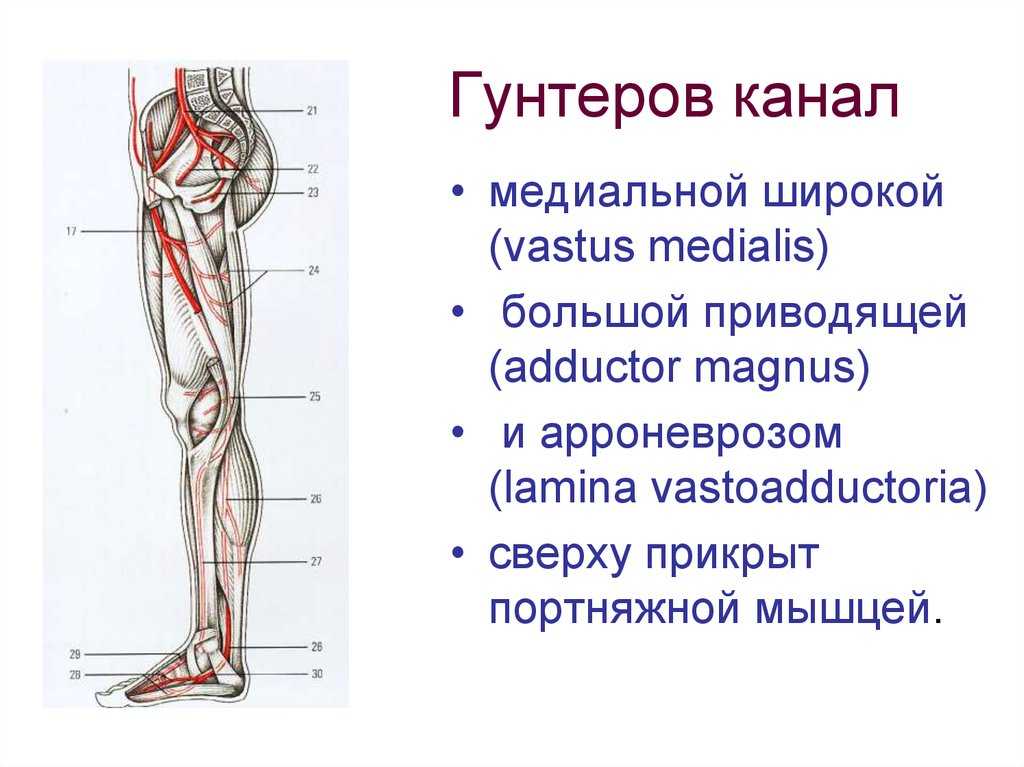 Кости нижней конечности: строение, функции, заболевания