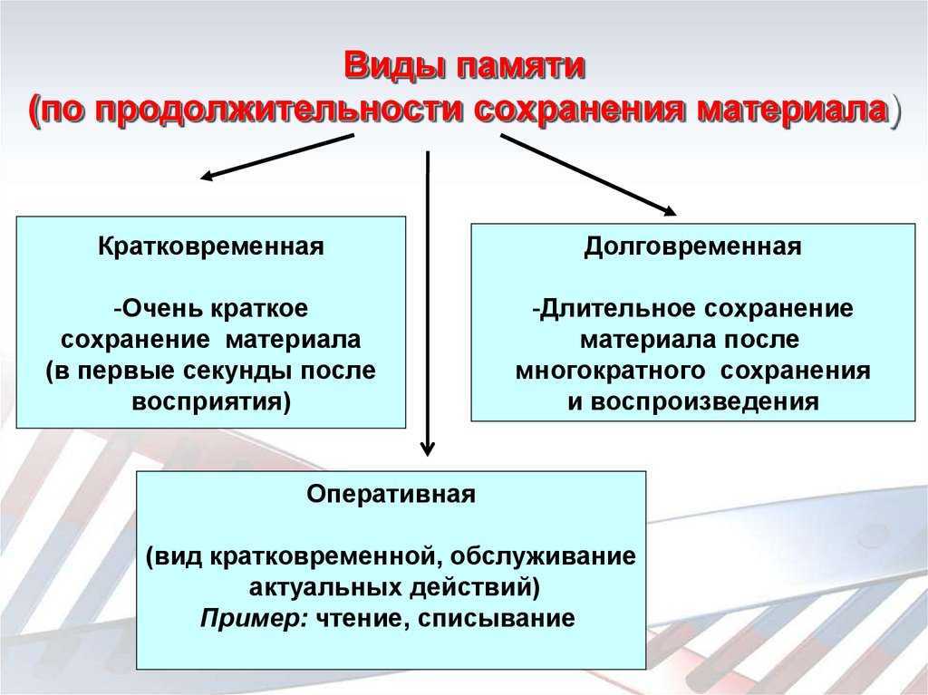 Память и ее значение в жизни человека. классификация видов памяти