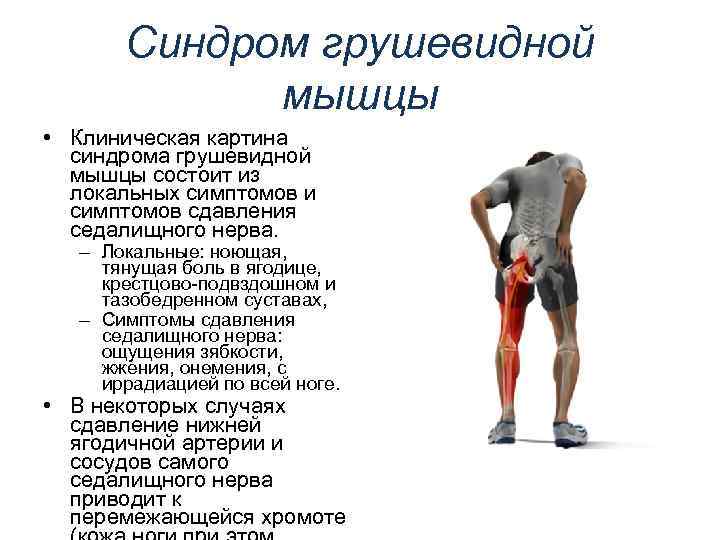 Запирательное отверстие : где находится, строение и функции