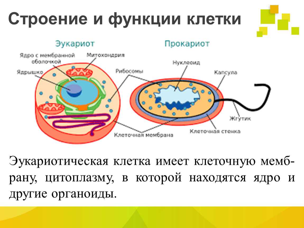 § 15.  особенности строения клеток прокариот: строение прокариотических клеток