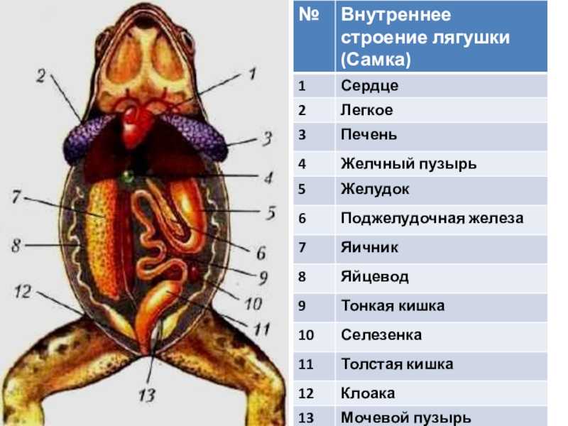 Внешнее строение лягушки кратко