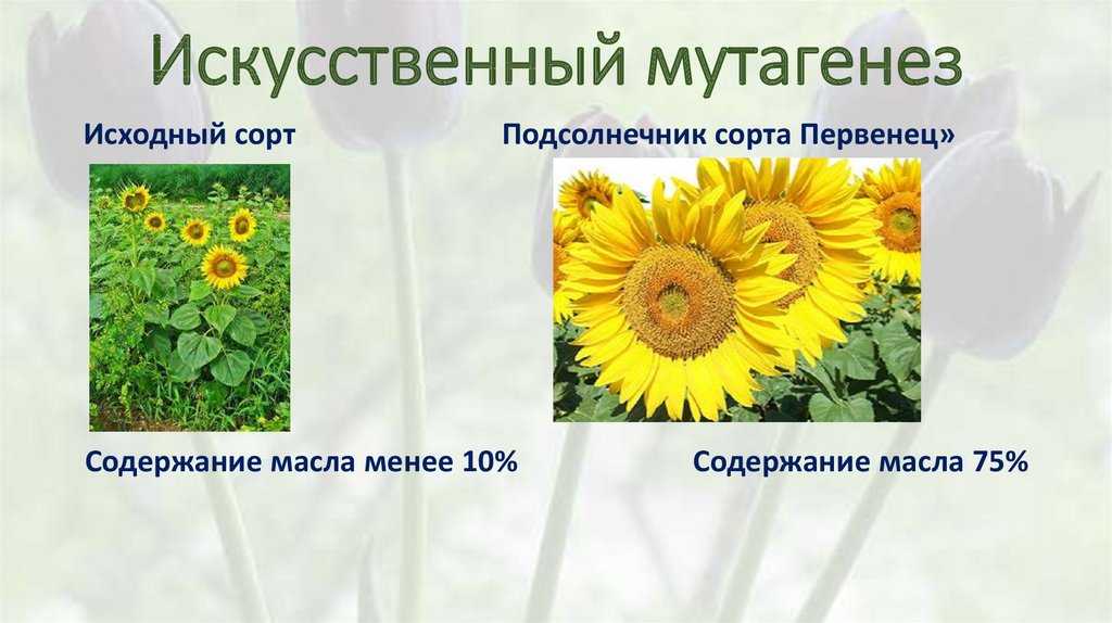 Индуцированный мутагенез
 - большая энциклопедия нефти и газа, статья, страница 1