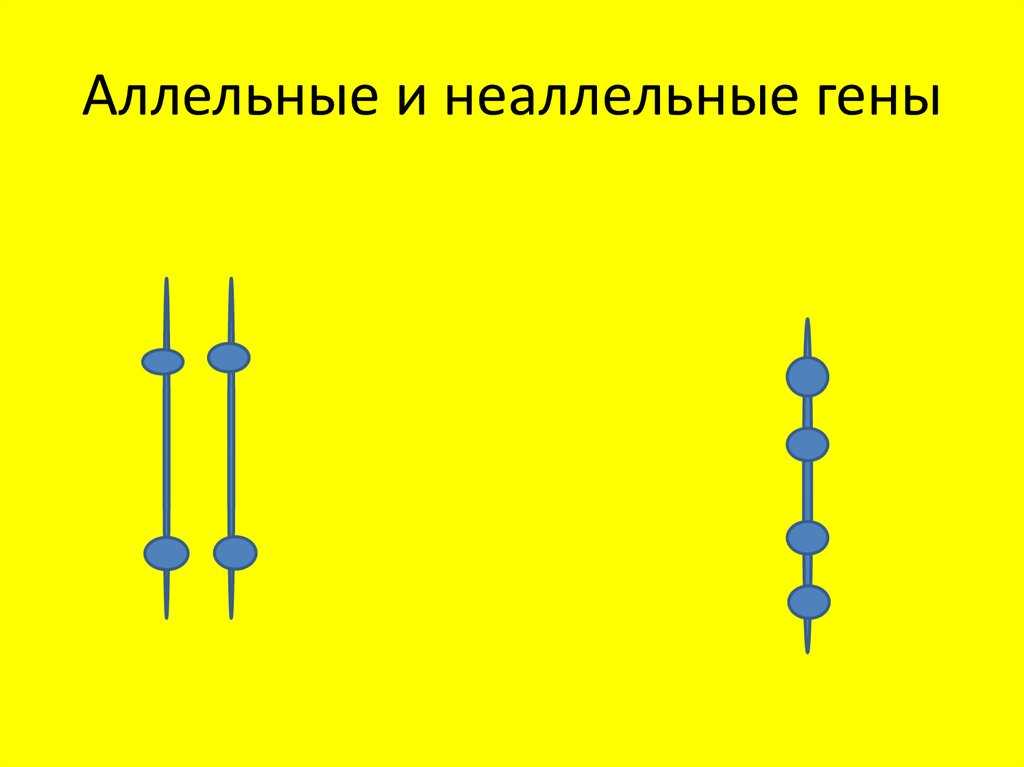 Основы генетики и селекции. основные закономерности наследственности. законы менделя. промежуточное наследование. анализирующее скрещивание. дигибридное скрещивание – биология. справочные материалы – kaz-ekzams.ru