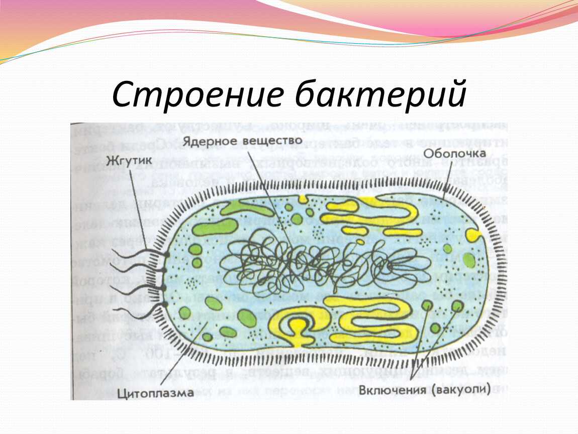 Рисунок строение клетки бактерий