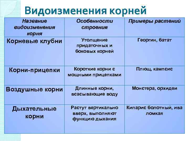 Видоизменение корней и побегов на егэ maximum блог