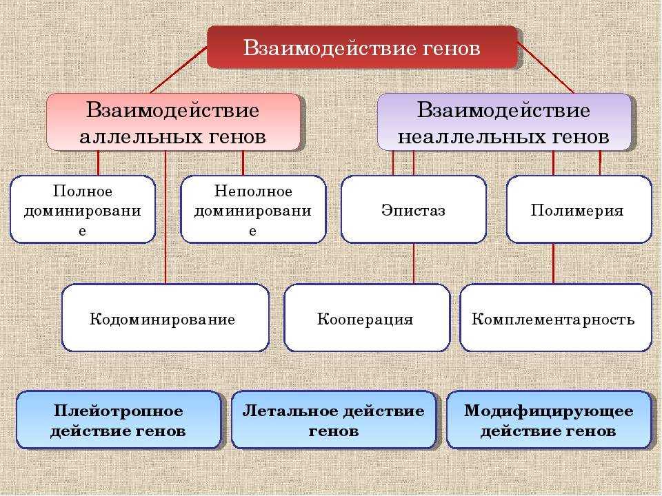 Неаллельные и аллельные гены