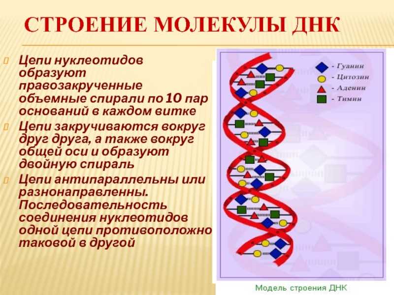 Днк (дезоксирибонуклеиновая кислота)