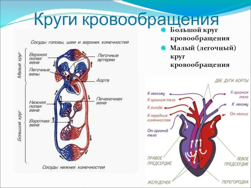 Строение и функции сердечно-сосудистой системы человека