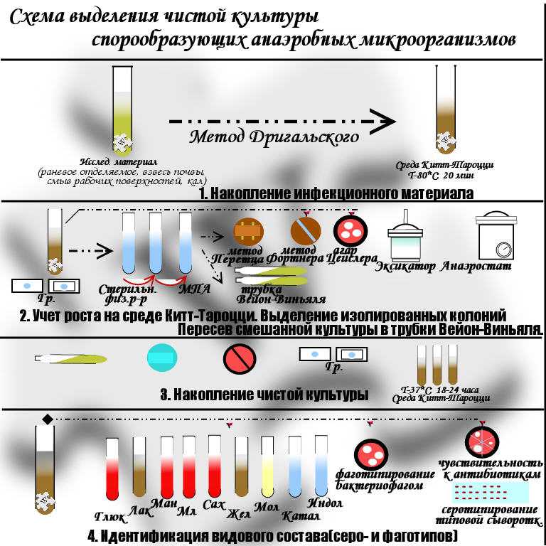 Чистые культуры бактерий анаэробных, молочнокислых: понятие, методы выделения, штаммы, где используются